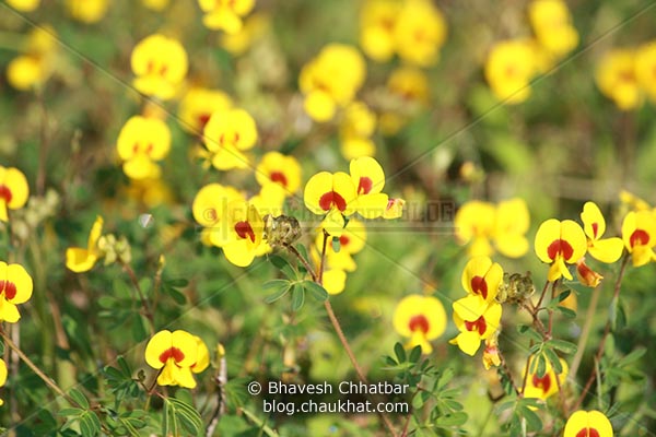 Bristly Smithia in Bunch [AKA Smithia Setulosa, Motha Kawla, मोठा कवला]